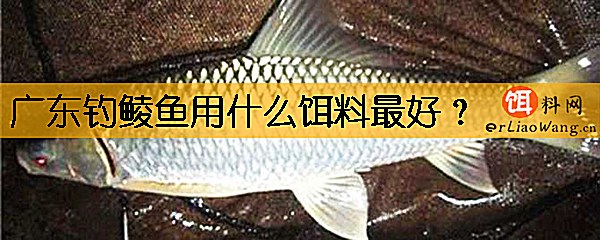 广东钓鲮鱼用什么饵料最好