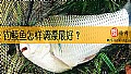 《钓鲮鱼怎样调漂最好？》封面图