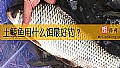 《土鲮鱼用什么饵最好钓？》封面图