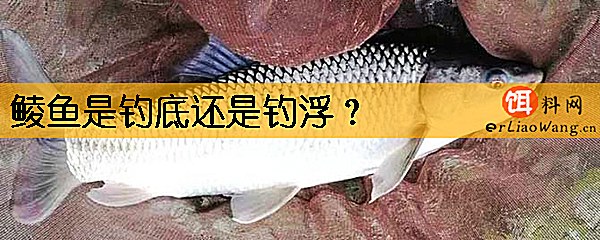 鲮鱼是钓底还是钓浮