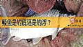 《鲮鱼是钓底还是钓浮？》封面图