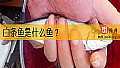 《白条鱼是什么鱼？》封面图