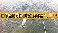 《白条鱼的习性和特点有哪些？》封面图