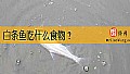 《白条鱼吃什么食物？》封面图