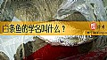 《白条鱼的学名叫什么？》封面图