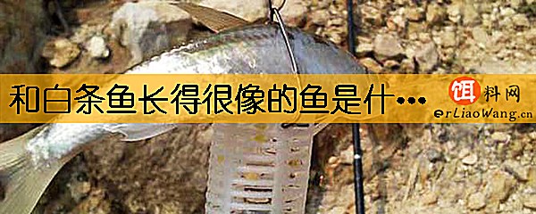 和白条鱼长得很像的鱼是什么