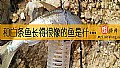 和白条鱼长得很像的鱼是什么？