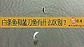 白条鱼和蓝刀鱼有什么区别？