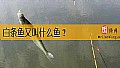 白条鱼又叫什么鱼？