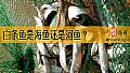 《白条鱼是海鱼还是河鱼？》封面图