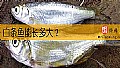 《白条鱼能长多大？》封面图