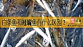 《白条鱼和翘嘴鱼有什么区别？》封面图