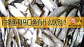 《白条鱼和马口鱼有什么区别？》封面图