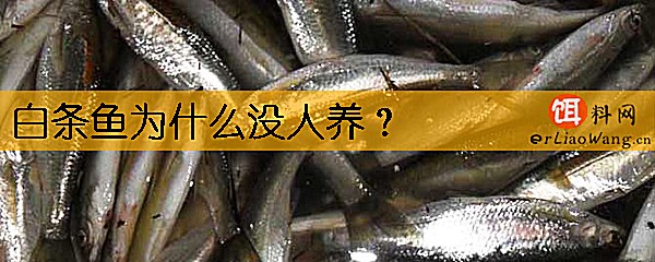 白条鱼为什么没人养