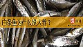 《白条鱼为什么没人养？》封面图
