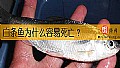 白条鱼为什么容易死亡？