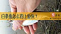 白条鱼怎么钓上鱼快？