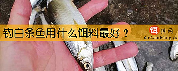 钓白条鱼用什么饵料最好