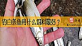 《钓白条鱼用什么饵料最好？》封面图
