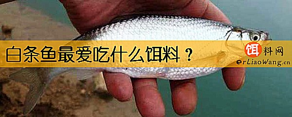 白条鱼最爱吃什么饵料