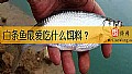 《白条鱼最爱吃什么饵料？》封面图