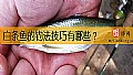 《白条鱼的钓法技巧有哪些？》封面图