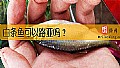《白条鱼可以路亚吗？》封面图