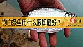 钓白条鱼用什么假饵最好？