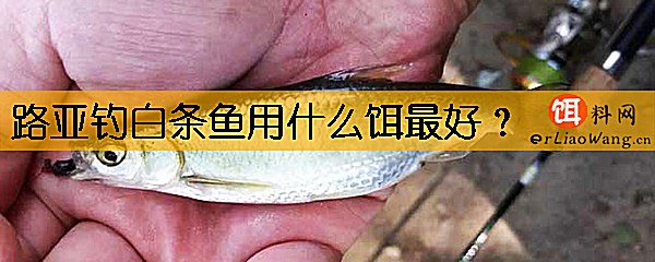 路亚钓白条鱼用什么饵最好