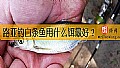 路亚钓白条鱼用什么饵最好？