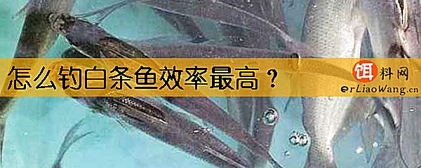 怎么钓白条鱼效率最高
