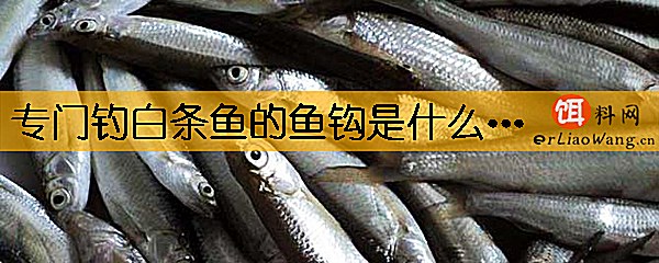 专门钓白条鱼的鱼钩是什么钩