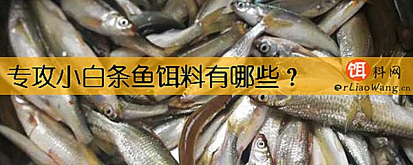 专攻小白条鱼饵料有哪些