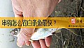 串钩怎么钓白条鱼最快？