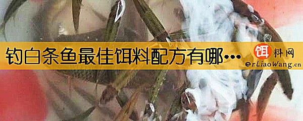 钓白条鱼最佳饵料配方有哪些