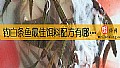 《钓白条鱼最佳饵料配方有哪些？》封面图
