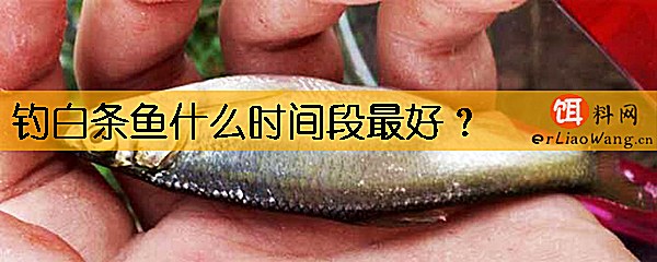 钓白条鱼什么时间段最好