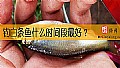 《钓白条鱼什么时间段最好？》封面图