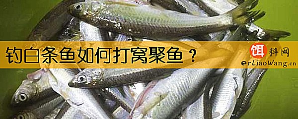 钓白条鱼如何打窝聚鱼