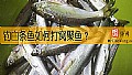 钓白条鱼如何打窝聚鱼？