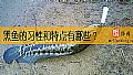 《黑鱼的习性和特点有哪些？》封面图