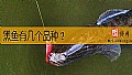 《黑鱼有几个品种？》封面图