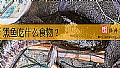 《黑鱼吃什么食物？》封面图