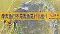 《像黑鱼但不是黑鱼是什么鱼？》封面图