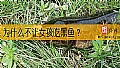 为什么不让女孩吃黑鱼？