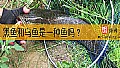 黑鱼和乌鱼是一种鱼吗？
