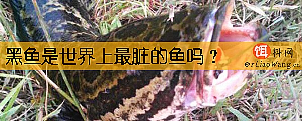 黑鱼是世界上最脏的鱼吗