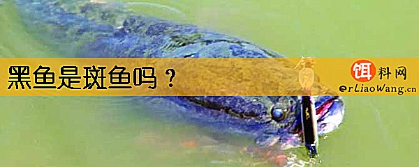 黑鱼是斑鱼吗