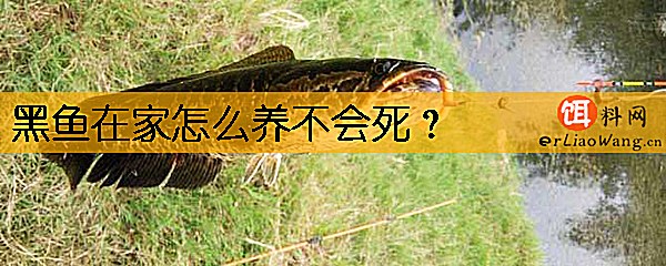 黑鱼在家怎么养不会死