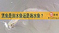 《黑鱼是淡水鱼还是海水鱼？》封面图